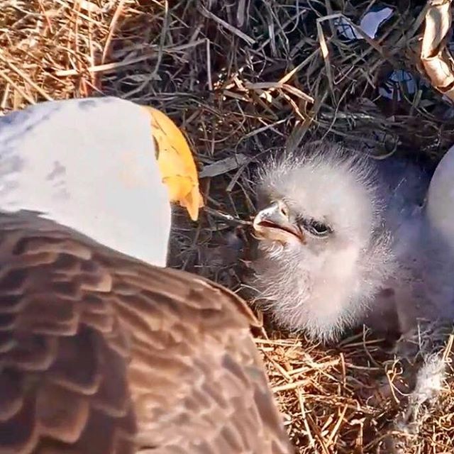 eagle-cam