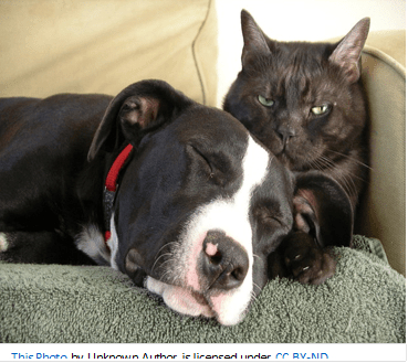 Spencer Animal Shelter Food Drive & Other Library News and&nbsp;Notes